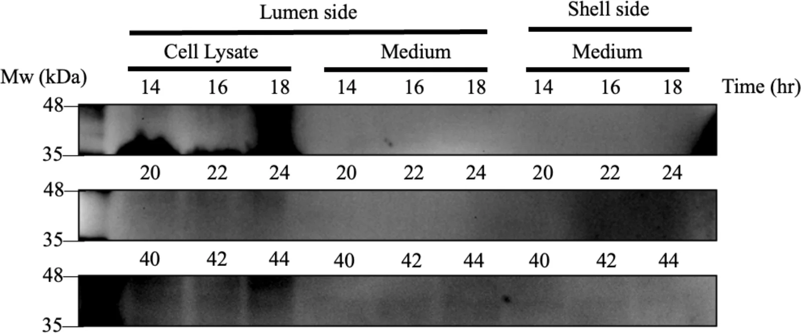 Composite of three Western blot strips, each with lanes for lumen cell lysate, lumen medium and shell medium, at three groups of time points.