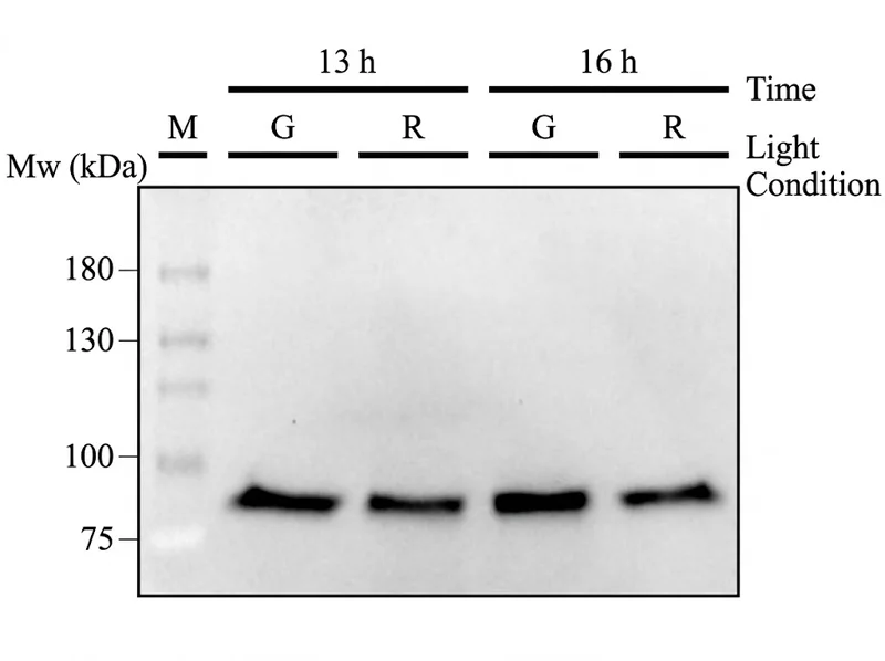 A Western blot with four lanes beside a marker, labelled green and red at 13 and 16 hours, each carrying a single band between the 75 and 100 kilodalton marks.