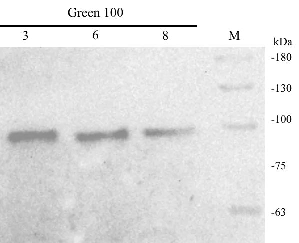 A Western blot with three lanes beside a marker, all green 100 per cent, at 3, 6 and 8 hours, each with a band just below the 100 kilodalton mark.