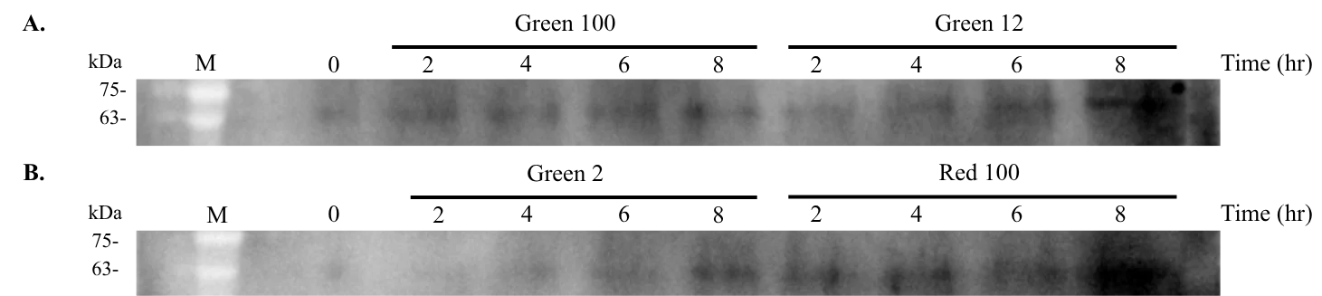 Two Western blot strips labelled A and B. Strip A carries a zero-hour lane then green 100 per cent and green 12 per cent at 2, 4, 6 and 8 hours; strip B carries green 2 per cent and red 100 per cent over the same times. Bands sit between the 63 and 75 kilodalton marks.