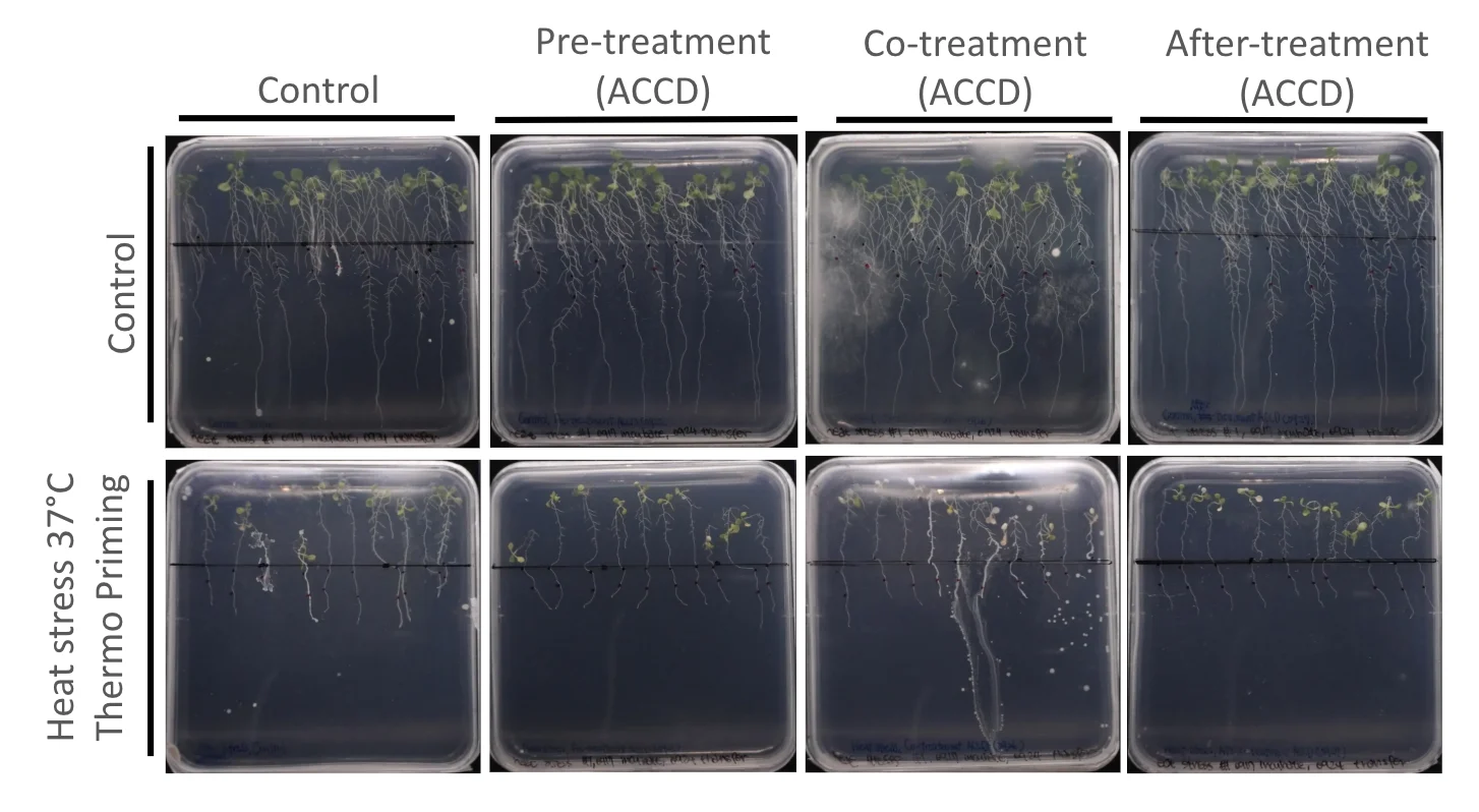 Eight agar plates in two rows, control above and heat-stressed below, across four ACC deaminase treatment timings, with the heat-stressed seedlings visibly smaller.