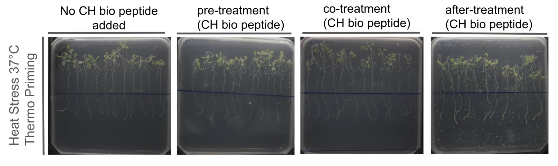 Four agar plates in a row under 37 degree heat stress, labelled no peptide, pre-treatment, co-treatment and after-treatment, each with a row of seedlings and their roots hanging below a marked line.
