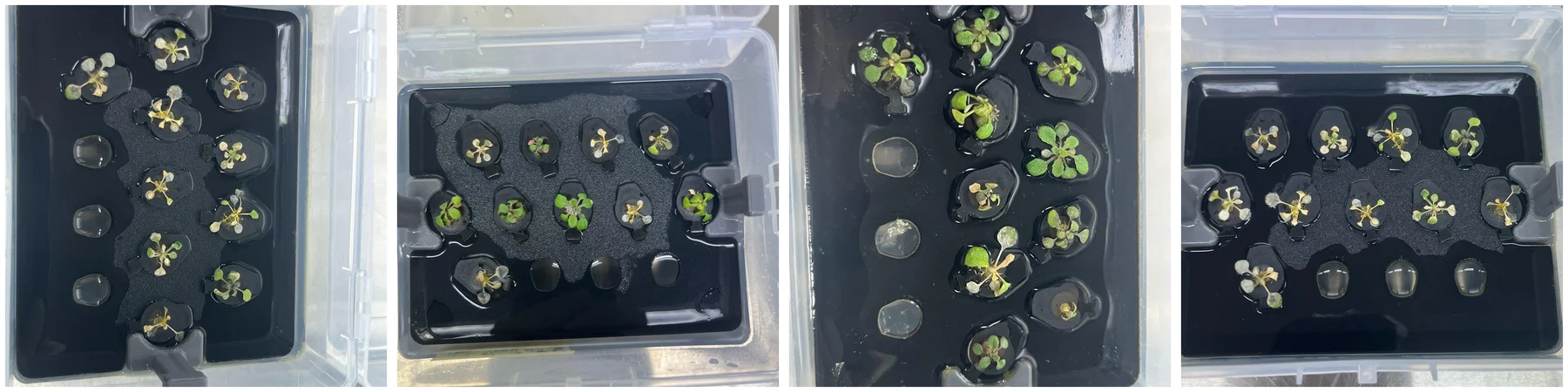 Four hydroponic boxes photographed from above, control, pre-treatment, co-treatment and after-treatment, each holding a float of seedlings over nutrient solution.