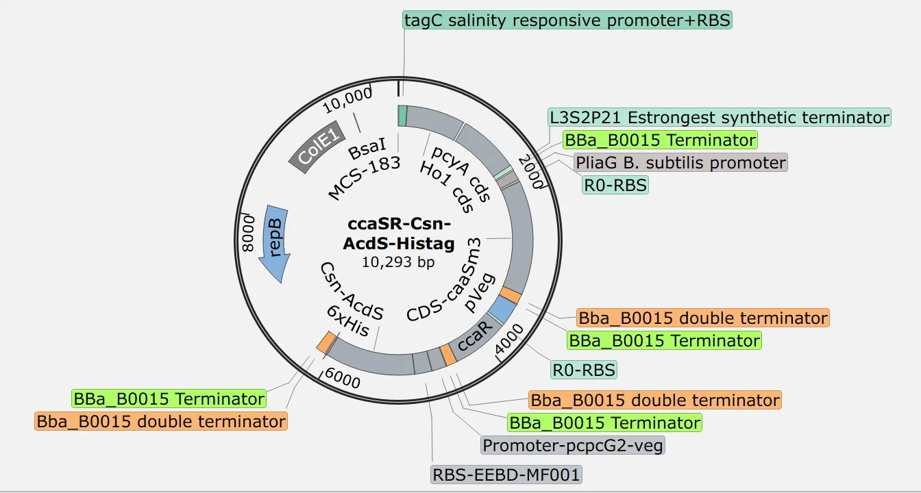 A circular plasmid map of ccaSR-Csn-AcdS-Histag, 10,293 base pairs, with the tagC promoter, Ho1 and pcyA coding sequences, ccaSm3, ccaR, the pcpcG2-veg promoter and Csn-AcdS with a six-histidine tag labelled around the ring.