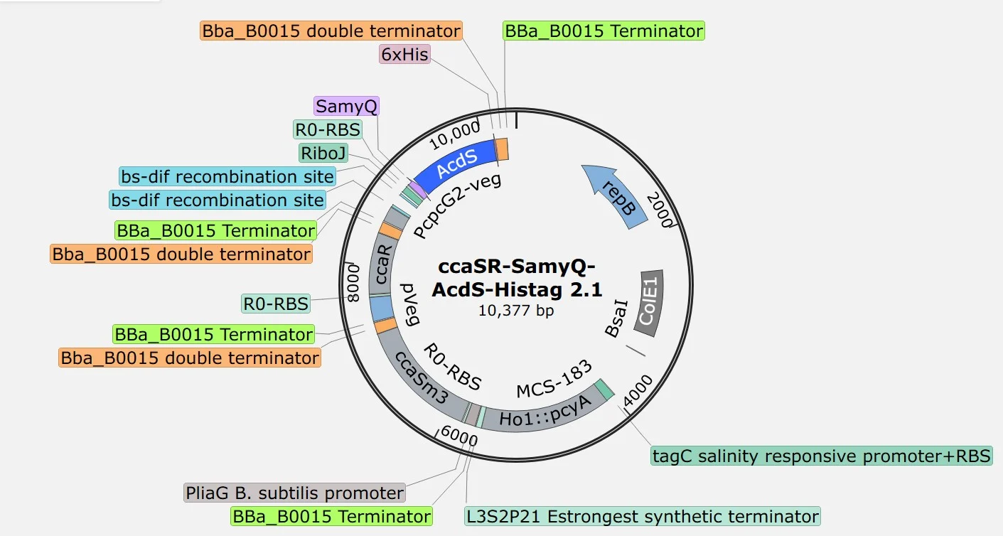 A circular plasmid map of ccaSR-SamyQ-AcdS-Histag 2.1 with the same four modules and the SamyQ secretion peptide in place of Csn.