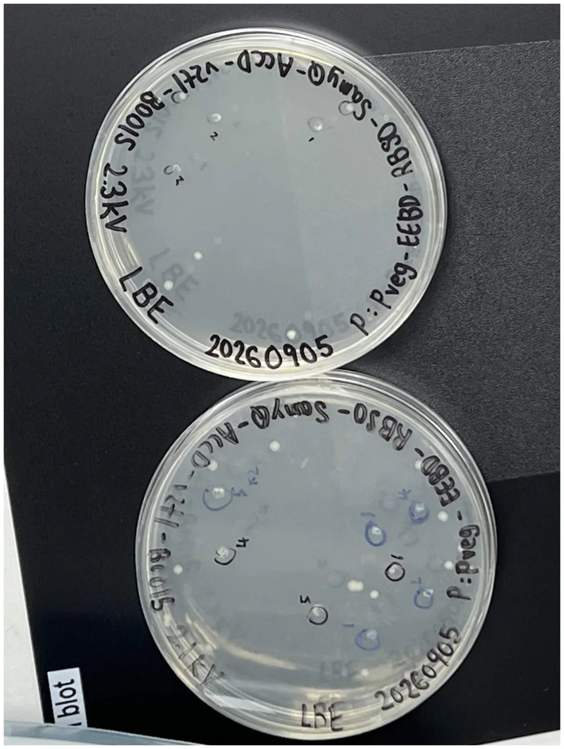 Two LBE plates photographed together, each with a scatter of separated colonies, labelled by hand with the construct and the voltage used.