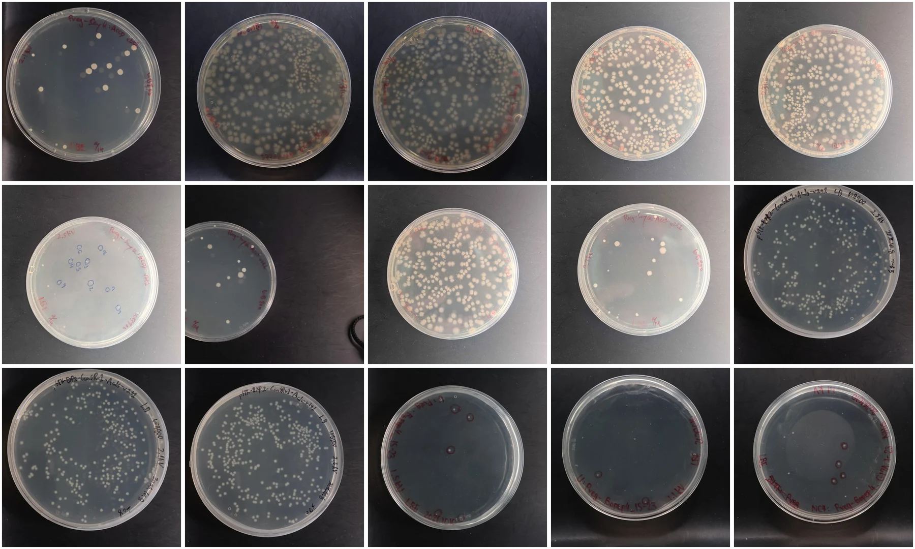 Fifteen transformation plates in a grid, some crowded with hundreds of small cream colonies and others carrying only a handful of well-separated ones.