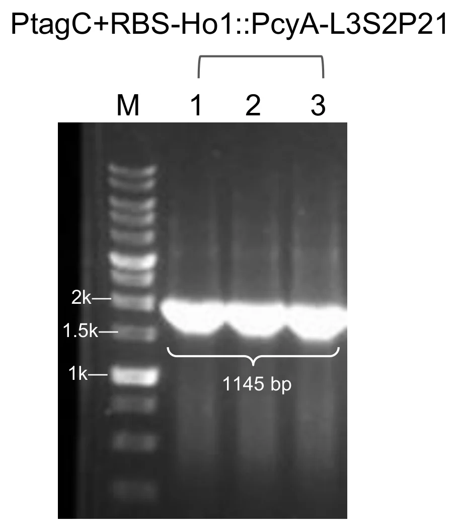 Agarose gel for module 1 with a marker lane and three colony lanes, each carrying one bright band just under the 1.5 kilobase mark, bracketed and labelled 1145 base pairs.
