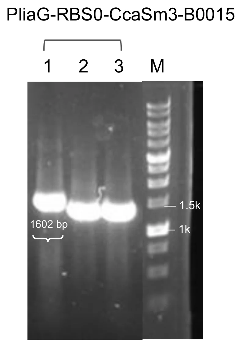 Agarose gel for module 2 with a marker lane and three colony lanes, one of which carries a band at the expected height.
