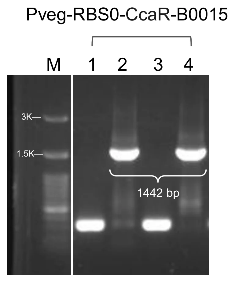 Agarose gel for module 3 with a marker lane and four colony lanes, two carrying a band at the expected height.