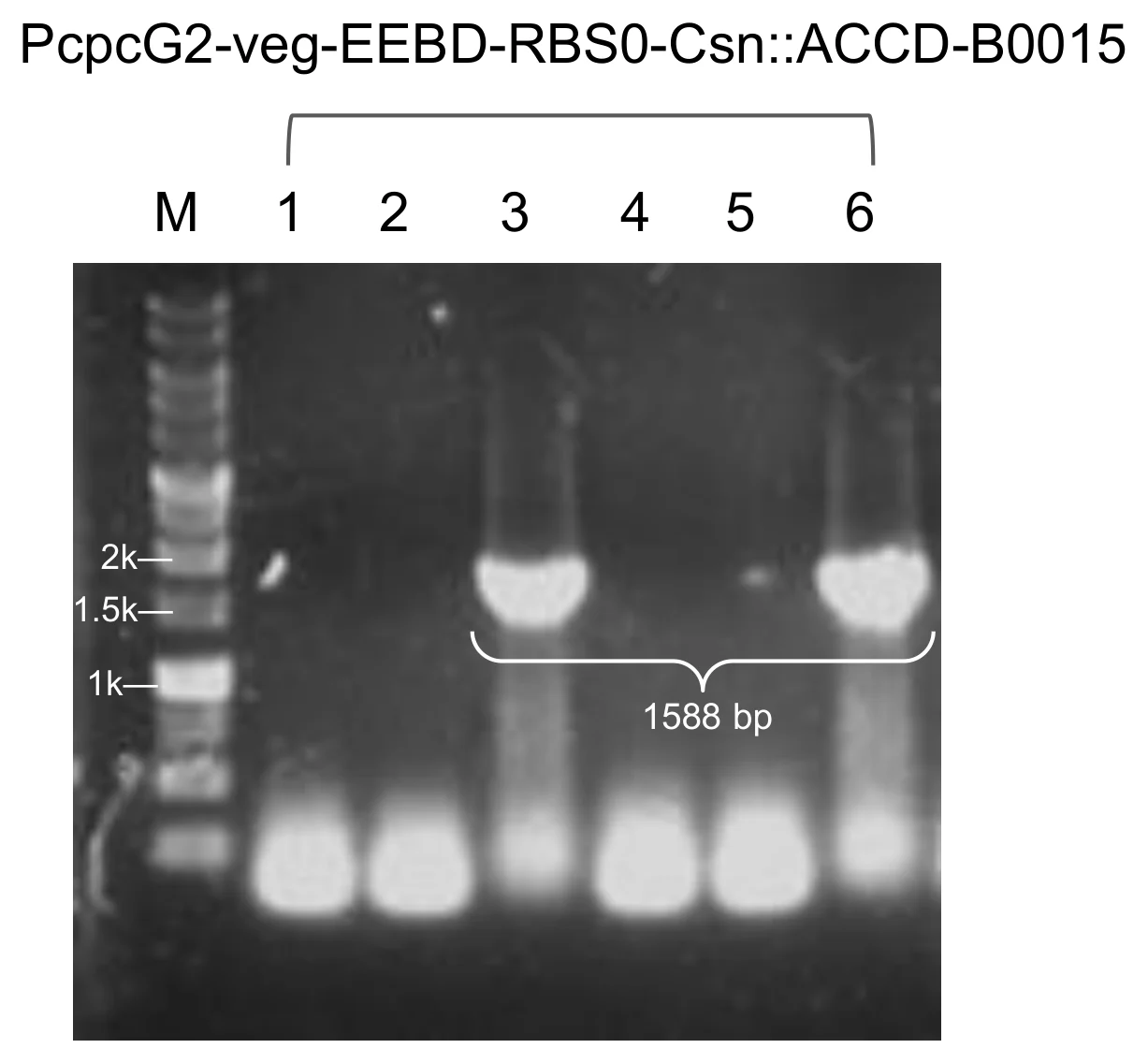 Agarose gel for module 4 with the Csn secretion peptide, a marker lane and six colony lanes, two carrying a band at the expected height.