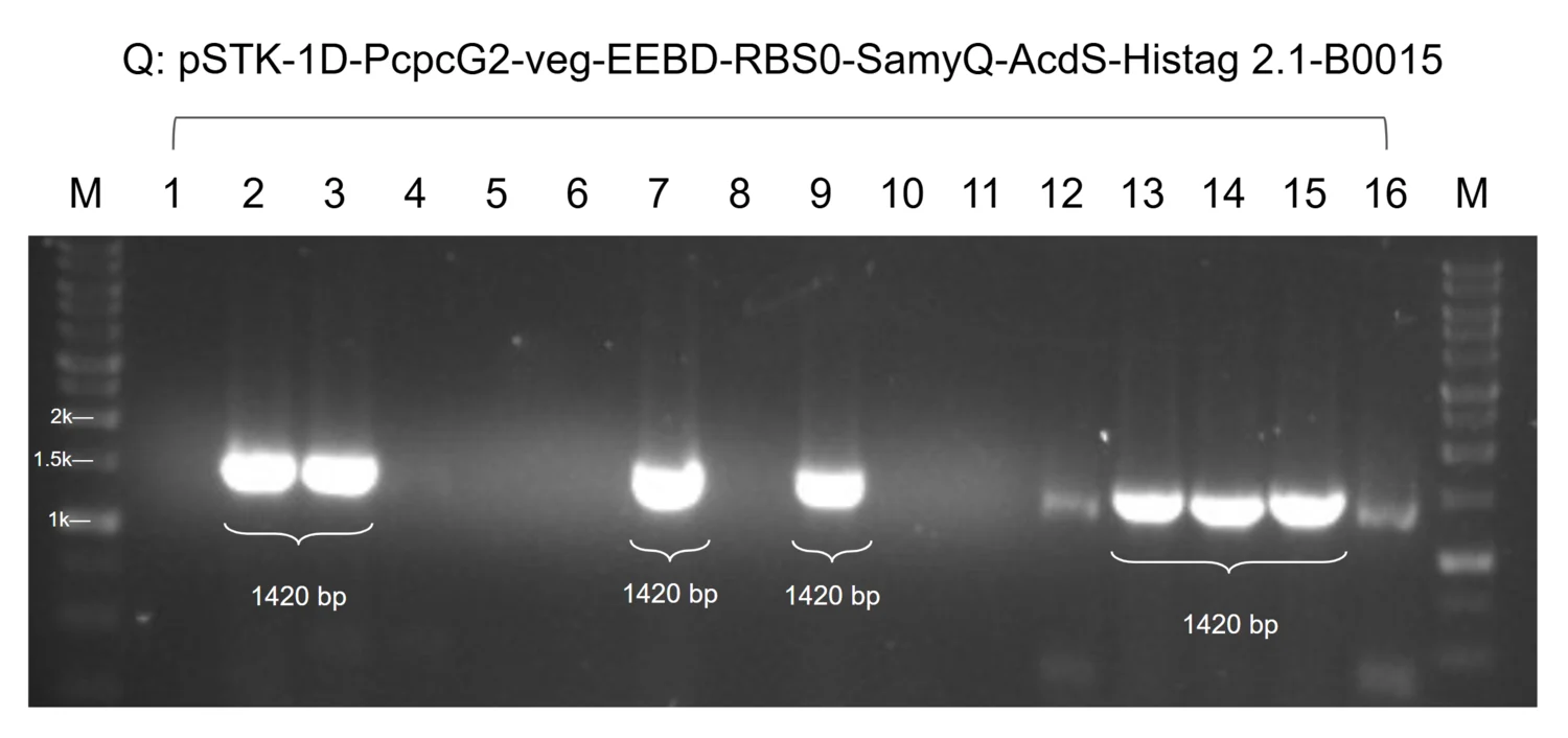A wide agarose gel for module 4 with the SamyQ secretion peptide, a marker lane and sixteen colony lanes, seven carrying a band at the expected height.