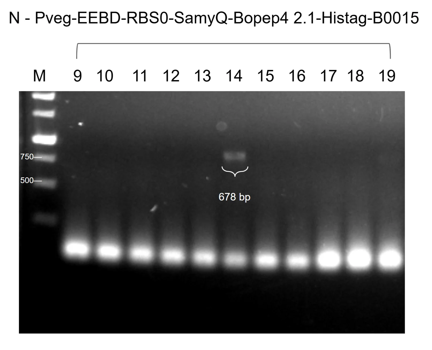 Agarose gel of colony PCR for the constitutive SamyQ-BoPep4 2.1 cassette, with eleven colony lanes and one band at the expected height.