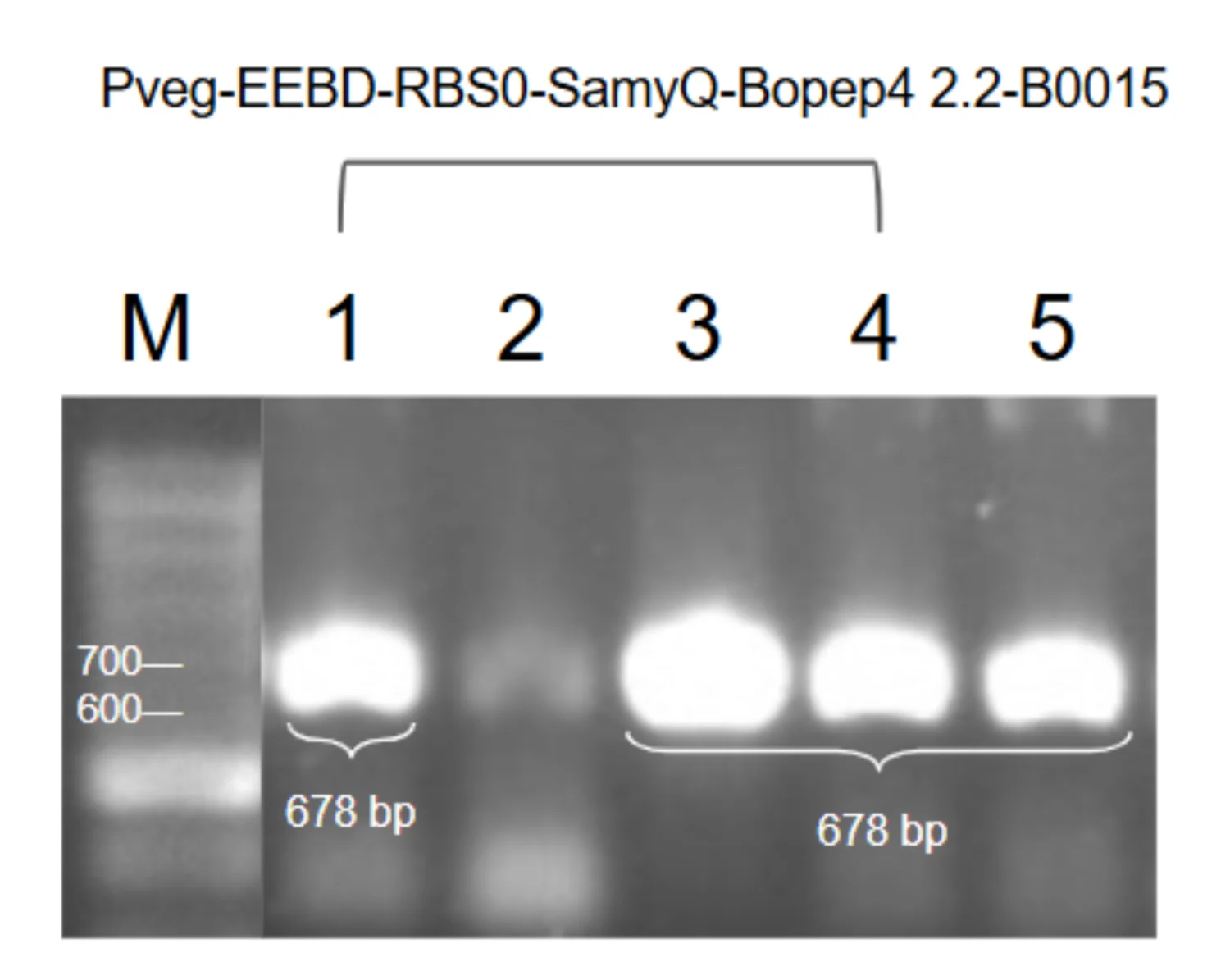Agarose gel of colony PCR for the constitutive SamyQ-BoPep4 2.2 cassette, with five colony lanes and four bands at the expected height.