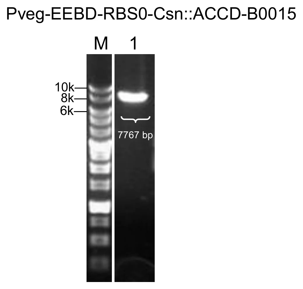 Agarose gel of colony PCR for the constitutive Csn-AcdS cassette.