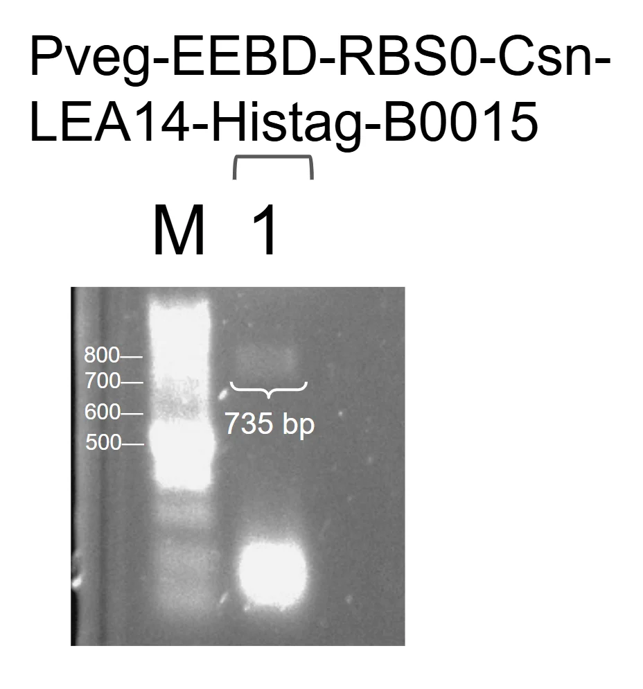 Agarose gel of colony PCR for the constitutive Csn-LEA14 cassette, with one band at the expected height.