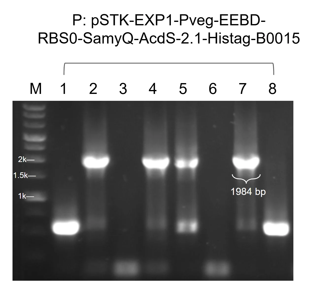 Agarose gel of colony PCR for the constitutive SamyQ-AcdS 2.1 cassette, with eight colony lanes and four bands at the expected height.