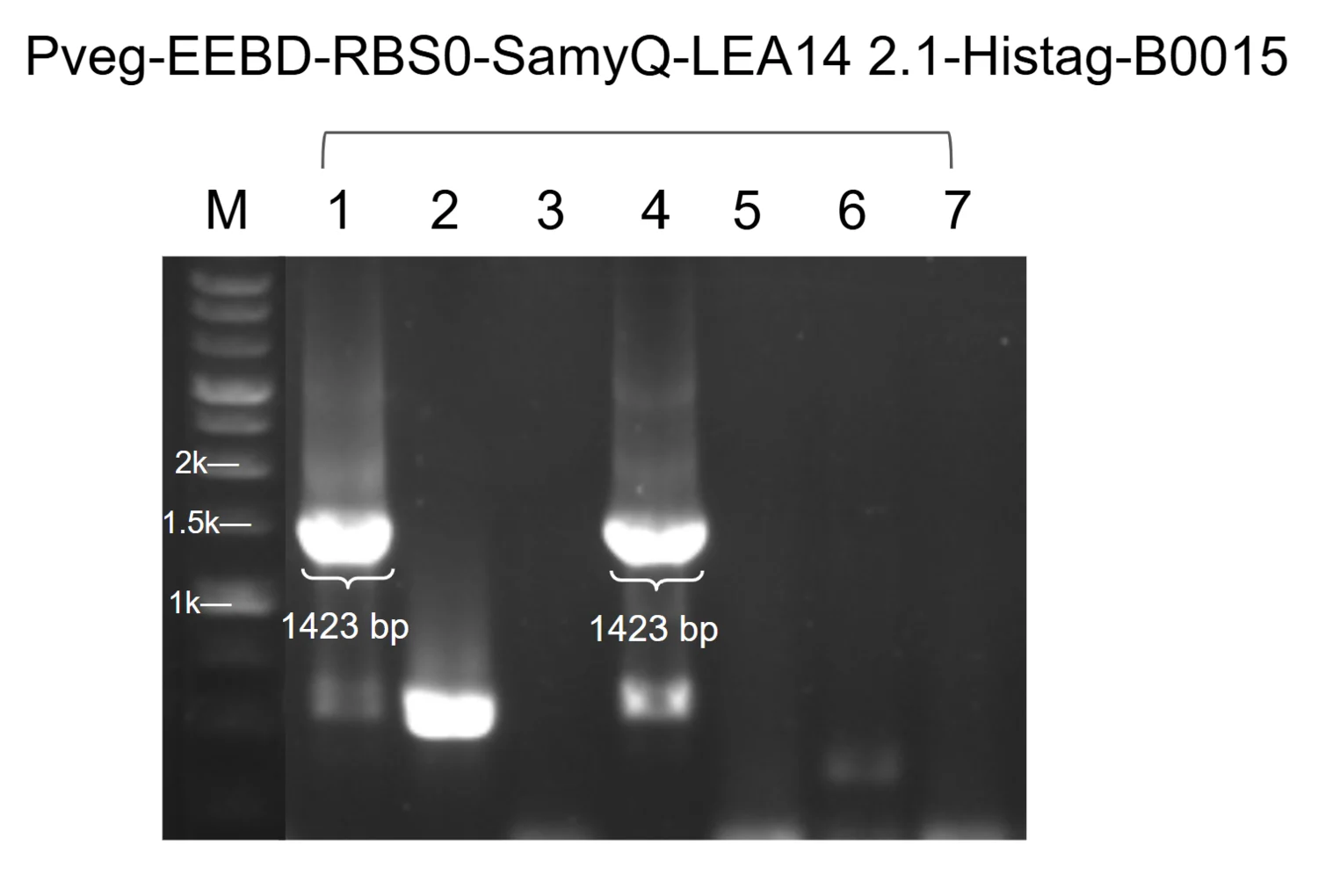 Agarose gel of colony PCR for the constitutive SamyQ-LEA14 2.1 cassette, with seven colony lanes and two bands at the expected height.