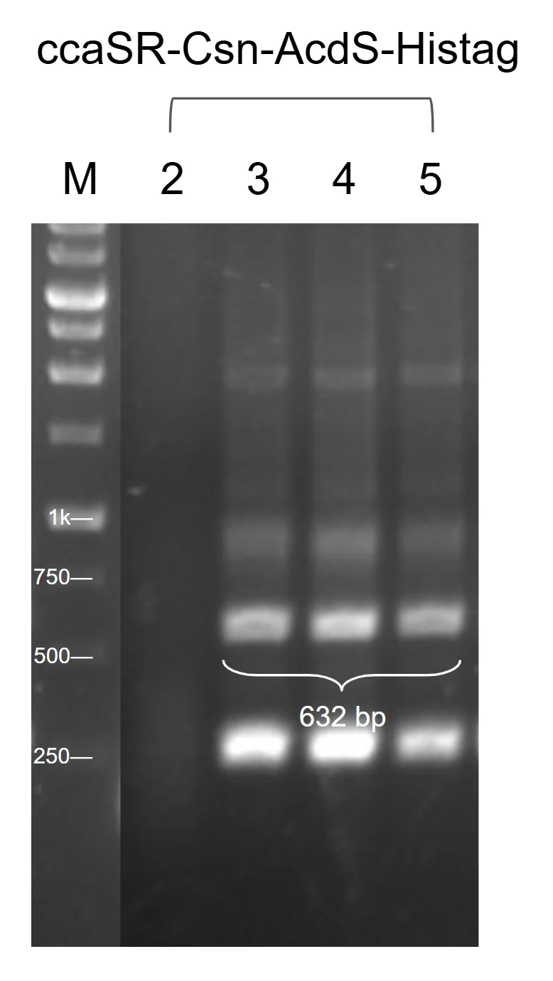 Agarose gel of colony PCR for the complete ccaSR-Csn-AcdS-Histag system, with three colony lanes all carrying a band at the expected height.