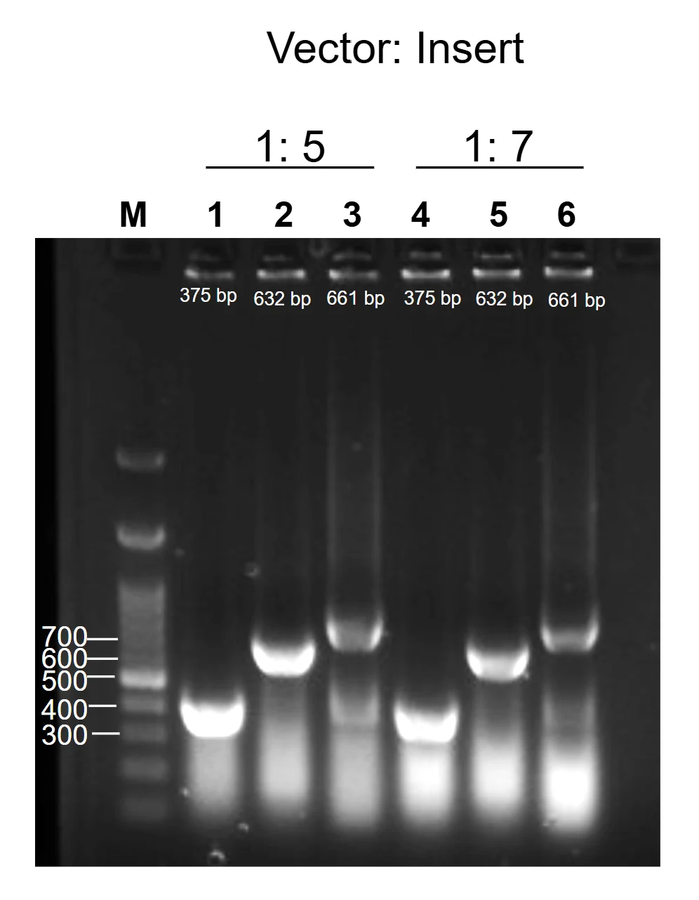 Agarose gel of cross-module PCR for ccaSR-Csn-AcdS-Histag, with lanes for each module junction in two clones, all carrying bands at the expected heights.