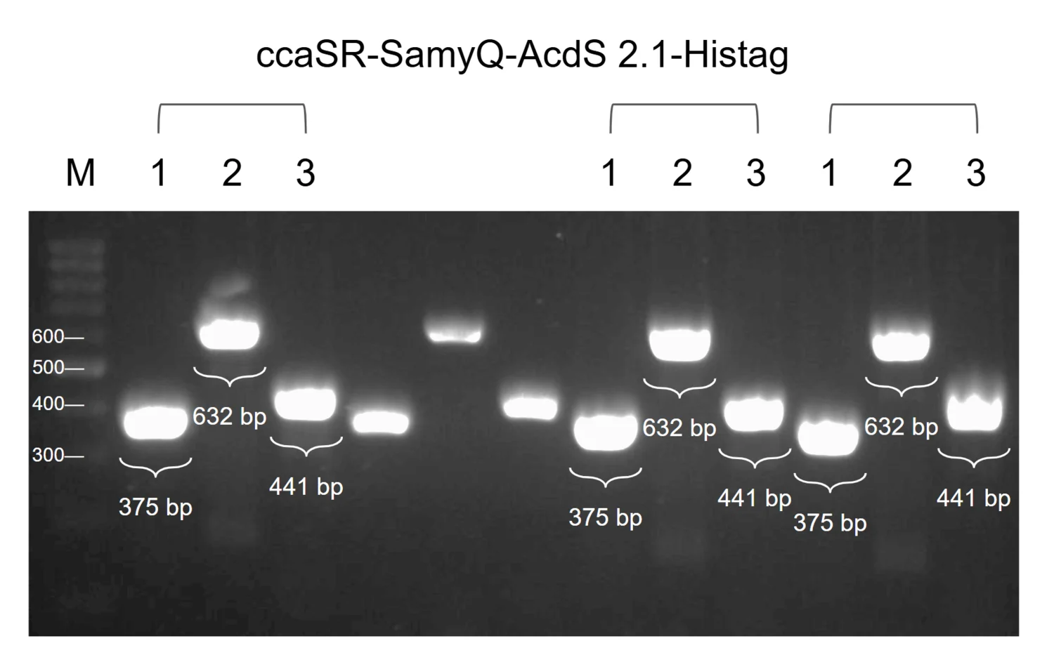 Agarose gel of cross-module PCR for ccaSR-SamyQ-AcdS 2.1-Histag, with lanes for each module junction in three clones, all carrying bands at the expected heights.