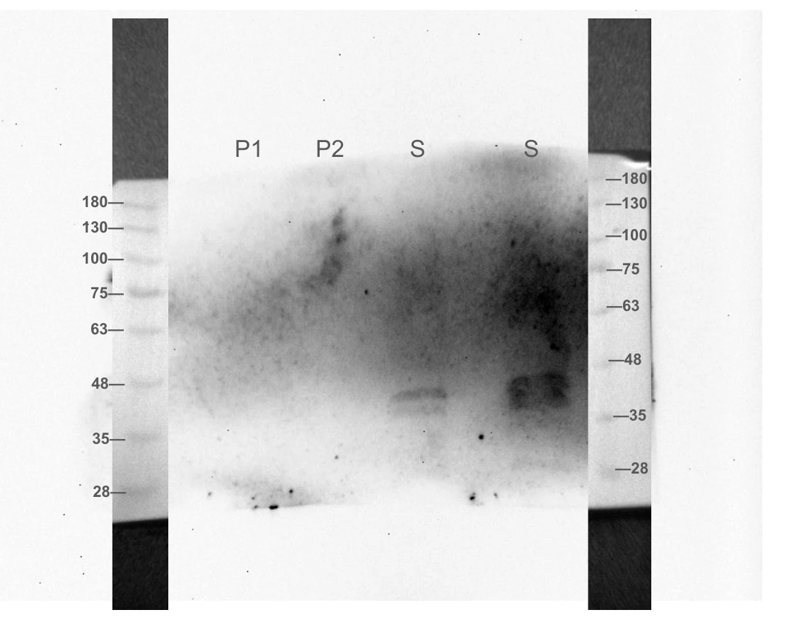 Western blot membrane with two ladder strips and four sample lanes labelled P1, P2, S and S, with bands visible only in the two S lanes between the 35 and 48 kilodalton marks.