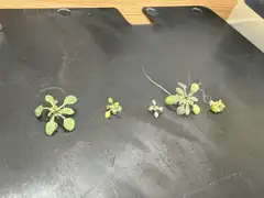The plants that did not make it