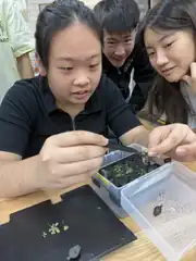 Analysing the weak and dead plants