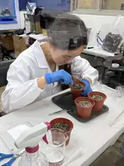 Planting Arabidopsis, laser focused