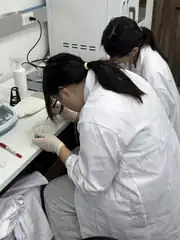 Picking seeds onto agar plates