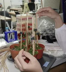 Four seedlings, staked and labelled
