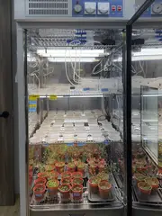 The growth cabinet, full