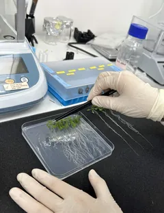 Seedlings off the salinity plate, for fresh weight