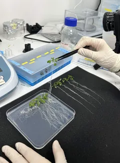 Five seedlings, roots straightened
