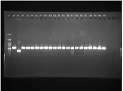 BoPEP4 Level 0 variants, colony PCR at 548 bp