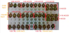 The salinity plate: four dilutions and the buffer controls