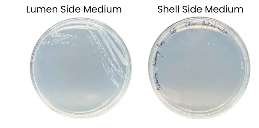Two LB agar plates side by side: the lumen-side medium plate has streaks of white colonies, the shell-side medium plate, labeled Bioreactor Biosecurity Test, 24 hr, has none
