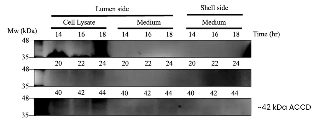 Western blot: lumen-side cell lysate, lumen-side medium and shell-side medium sampled at 14 to 44 hours, with the ACC deaminase band marked at about 42 kDa