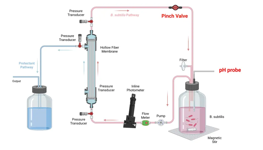Diagram of the second integrated bioreactor: the same culture loop as prototype 1, with a pinch valve added on the return line at the top and a pH probe in the culture bottle's cap; the shell side now runs to a separate product bottle with an output line