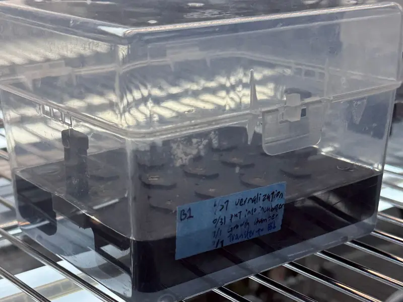 The black printed plate in a clear pipette-tip box on a growth-chamber shelf, the seed holders in its bores and its handle at one end.