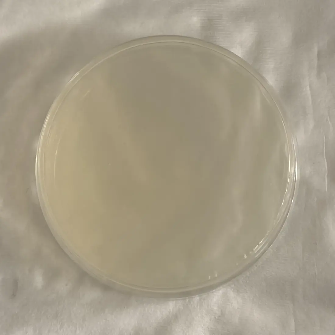LB agar plate spread with shell-side medium, showing no colonies