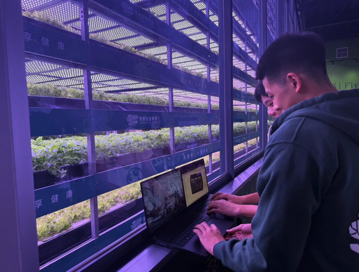 A student typing on a laptop beside racks of plants under purple light.