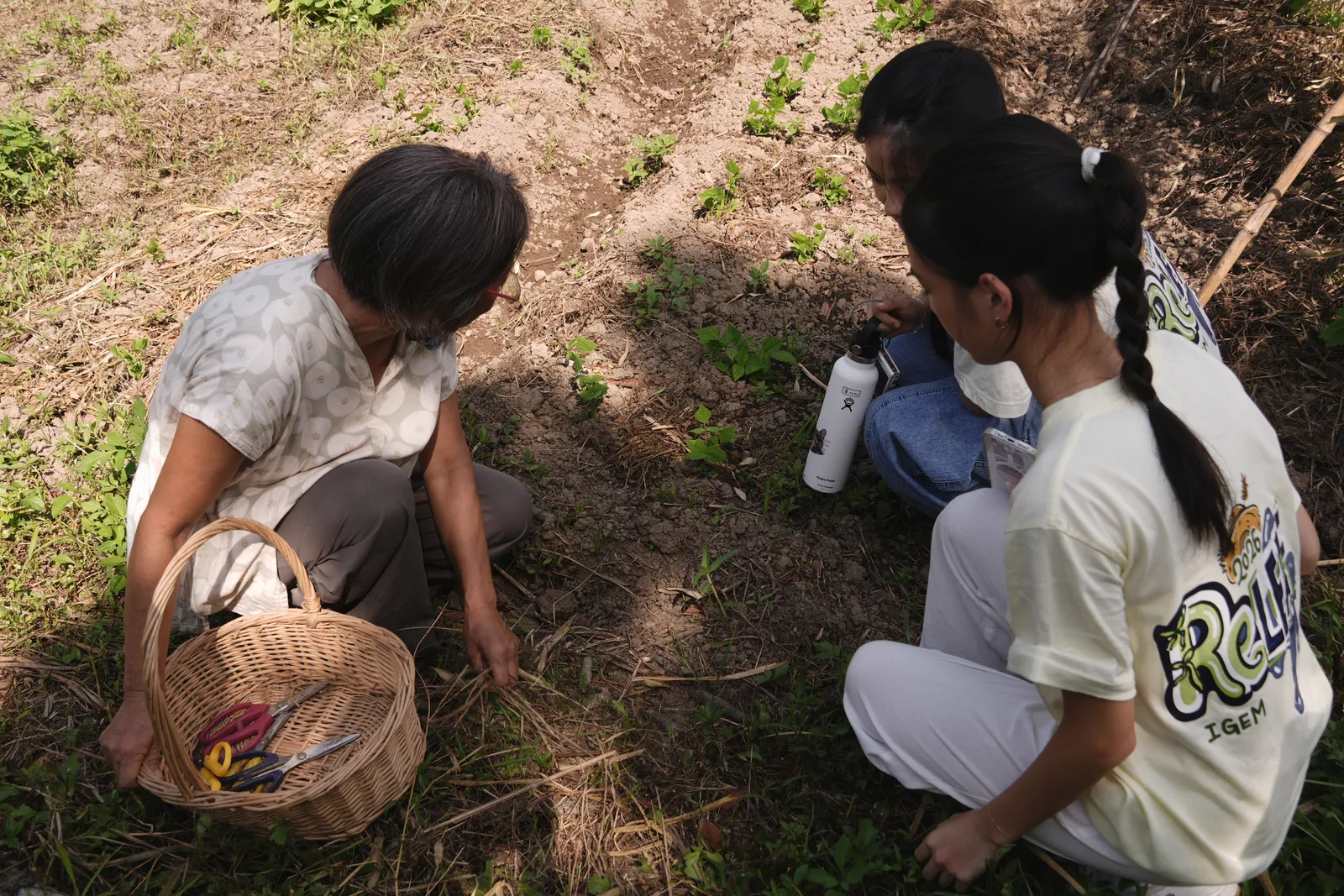 Students kneeling in a vegetable bed beside Ms. Chen.