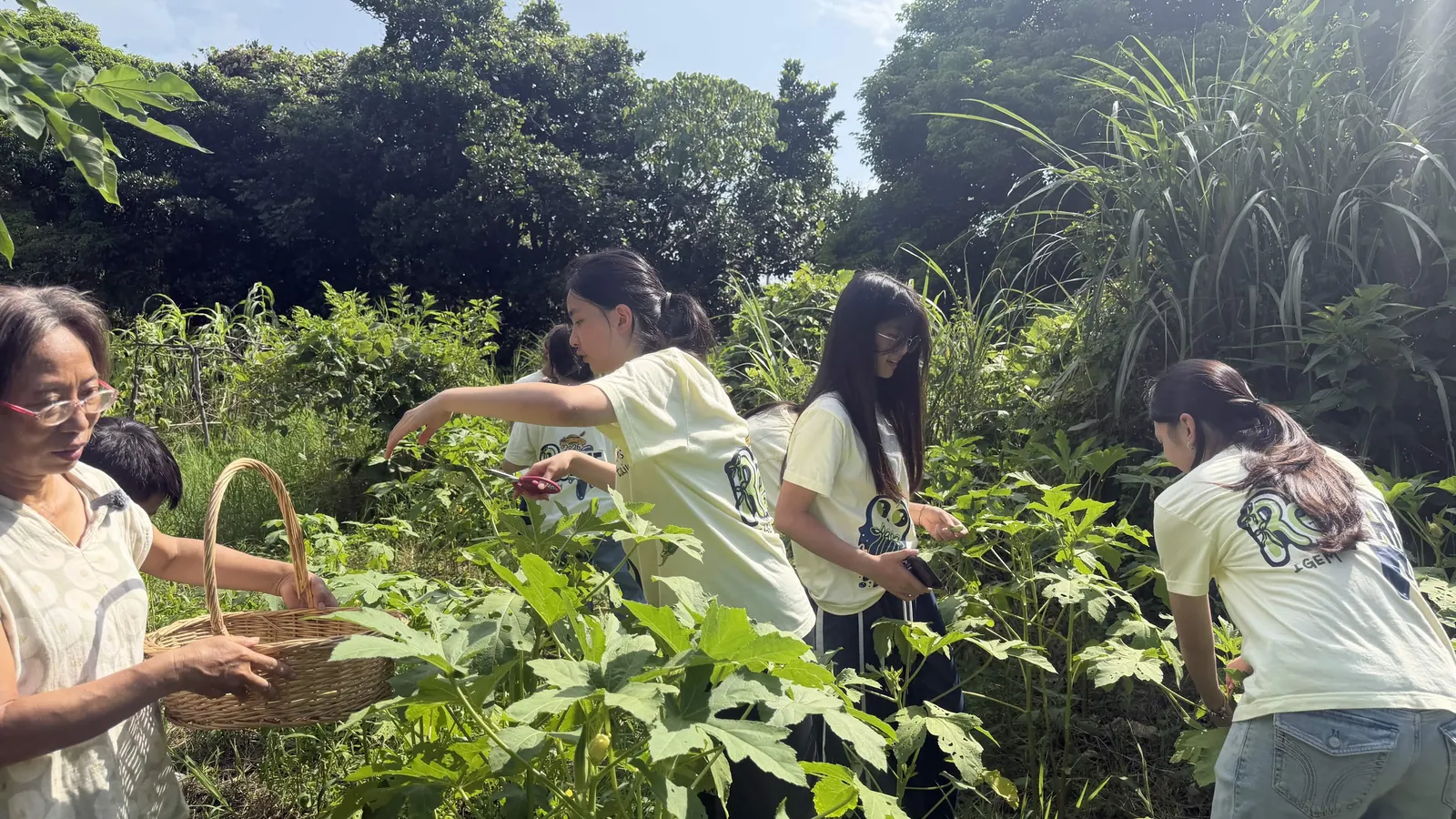 Ms. Chen and students harvesting among tall okra plants.