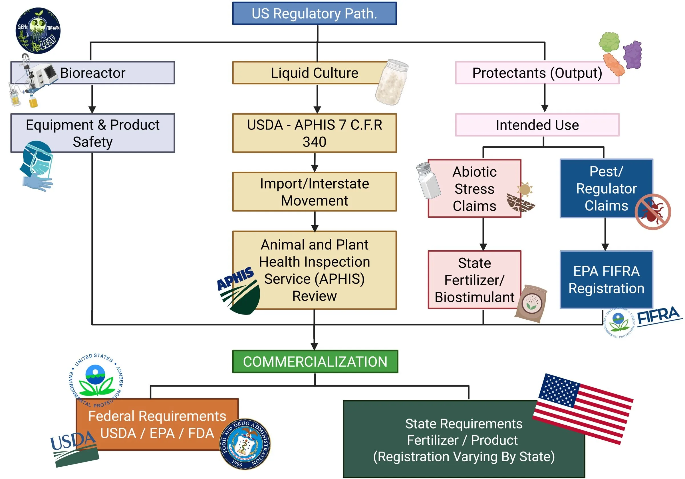 A flow diagram for the United States. The bioreactor leads to equipment and product safety; the liquid culture leads to USDA-APHIS 7 CFR 340, import and interstate movement, and APHIS review; the protectants lead to intended use, which splits into abiotic stress claims going to state fertilizer or biostimulant registration and pest or regulator claims going to EPA FIFRA registration. All branches meet at commercialization, which splits into federal requirements (USDA, EPA, FDA) and state requirements varying by state.