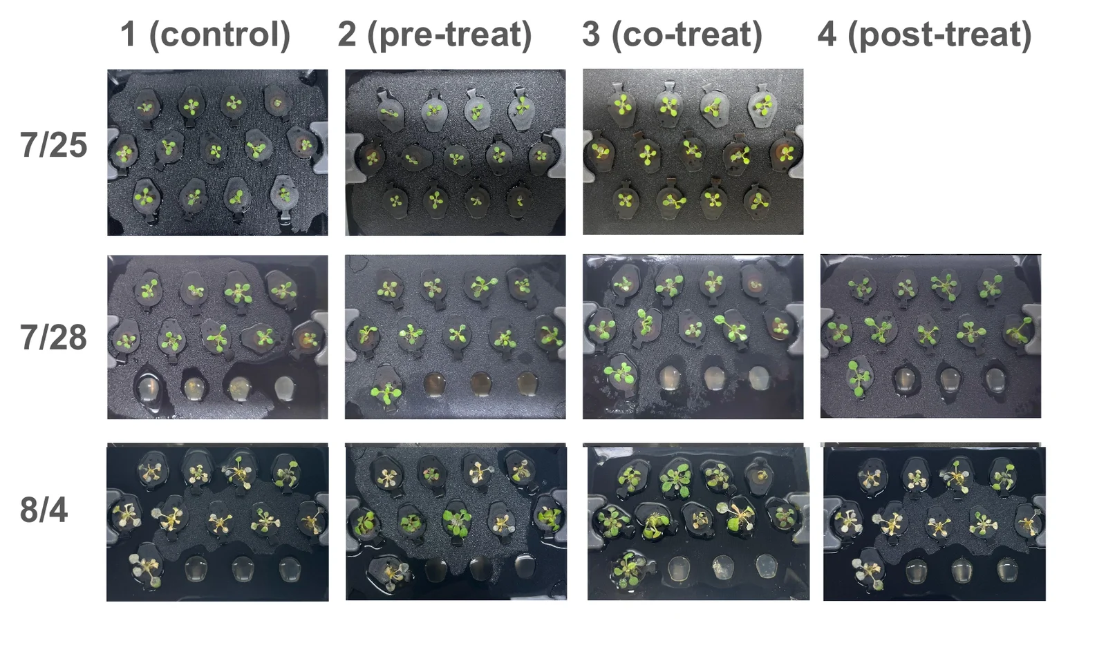 A grid of hydroponic boxes photographed from above. Columns are box 1 control, box 2 pre-treatment, box 3 co-treatment and box 4 post-treatment; rows are 25 July, 28 July and 4 August. By 4 August the co-treatment box carries the largest and greenest rosettes and the post-treatment box the palest.
